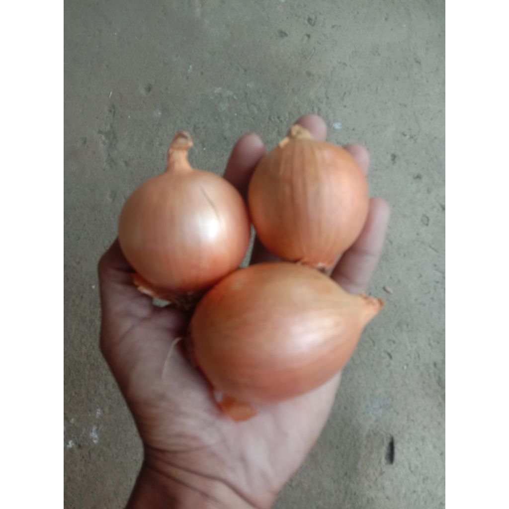 

Bawang Bombay freesh 1kg