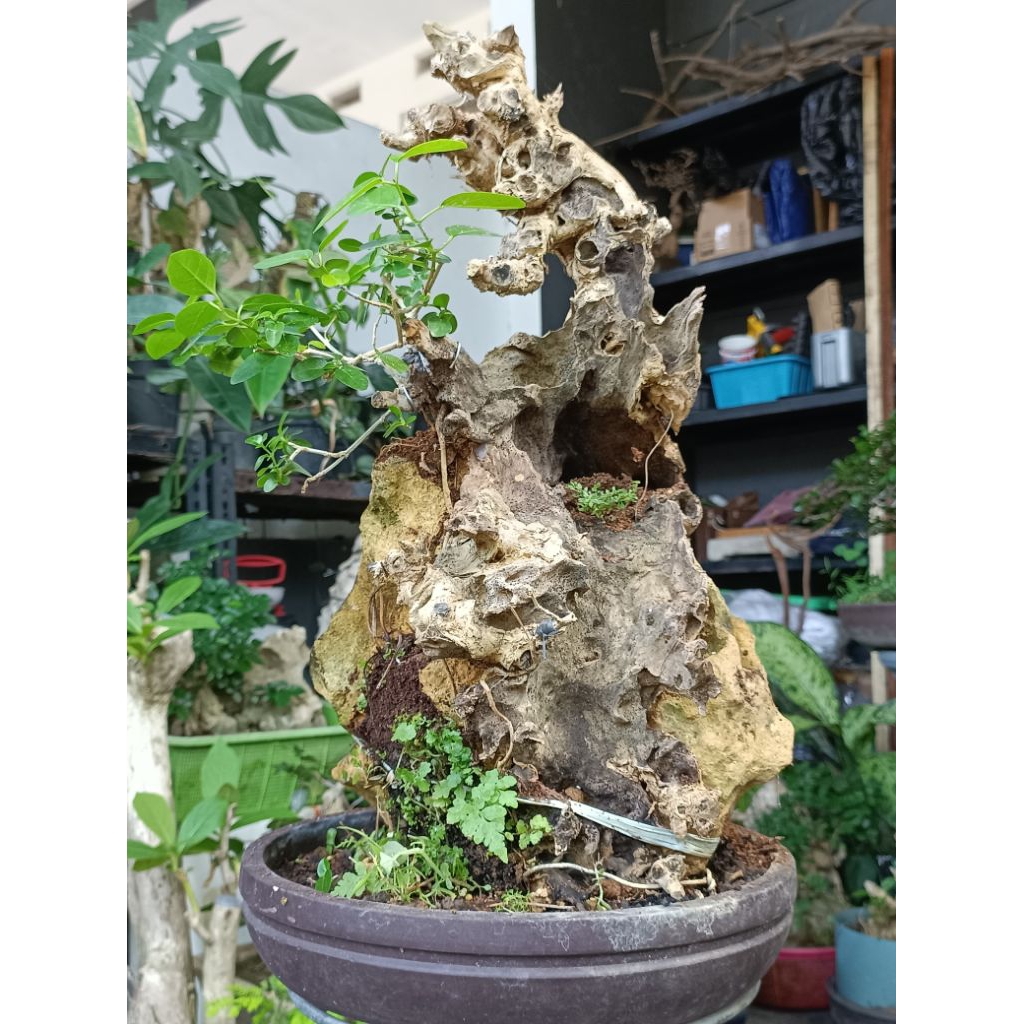 Bonsai Wacang OTR