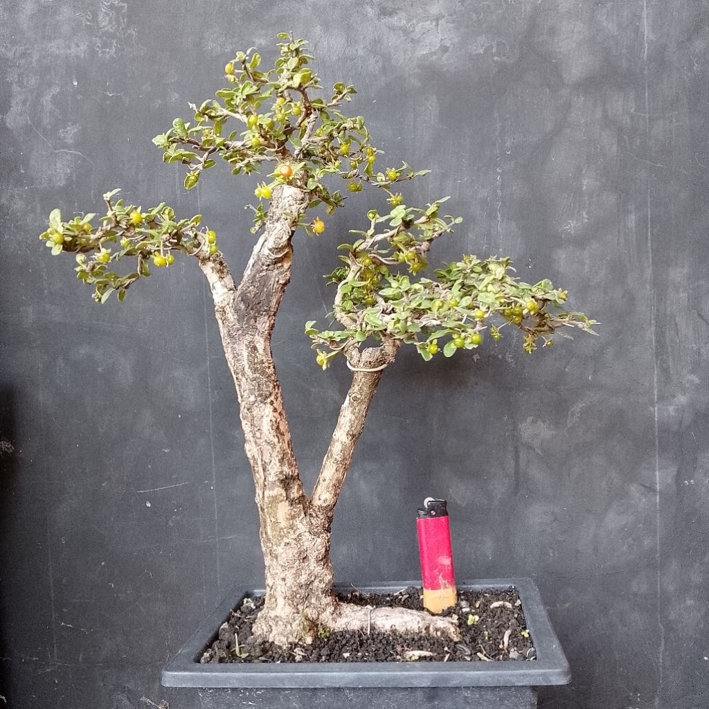 Bonsai medium hokiantea lokal