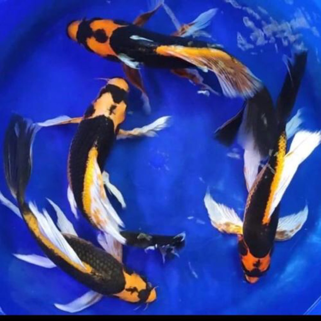 koi kabuto slayer size 30cm