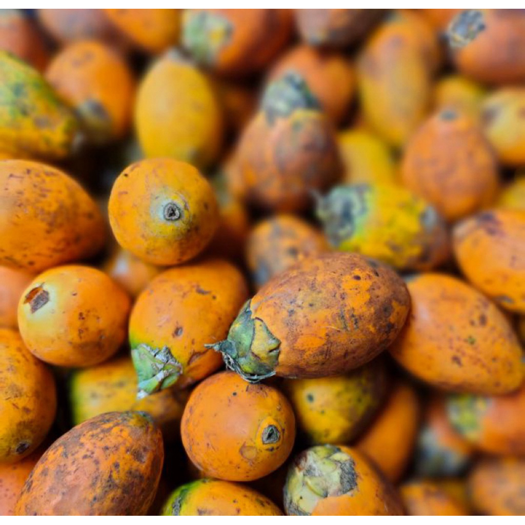 

Pinang Tua Segar 1 Kg