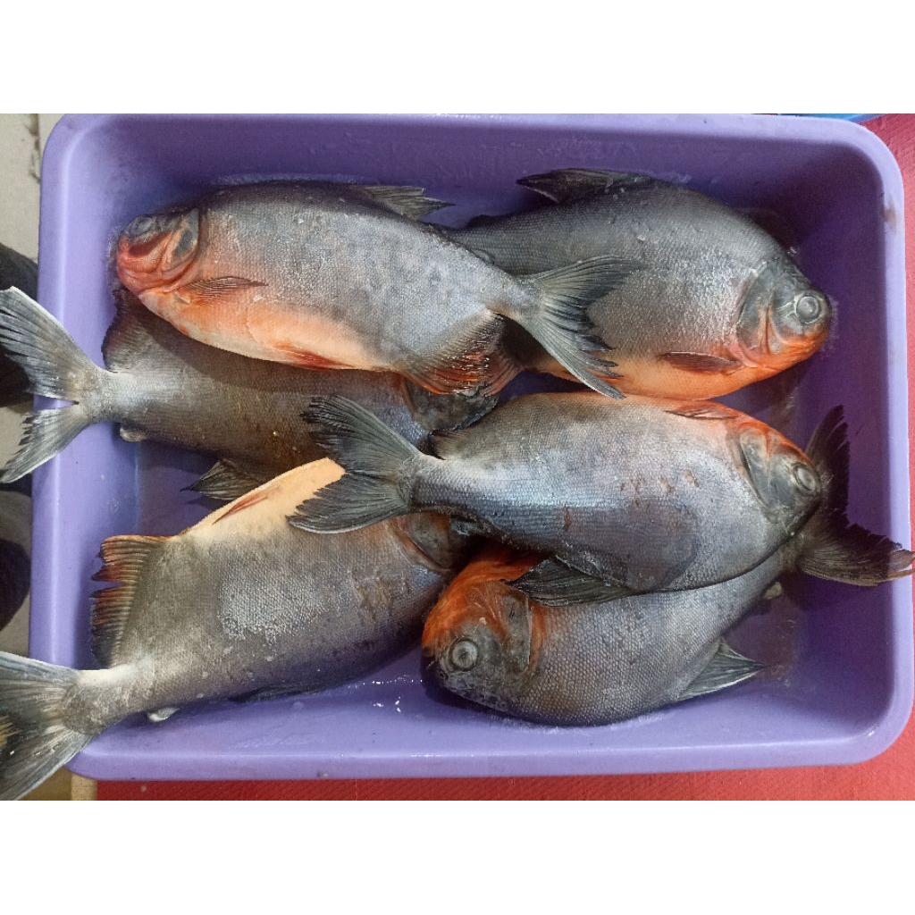 

ikan bawal merah