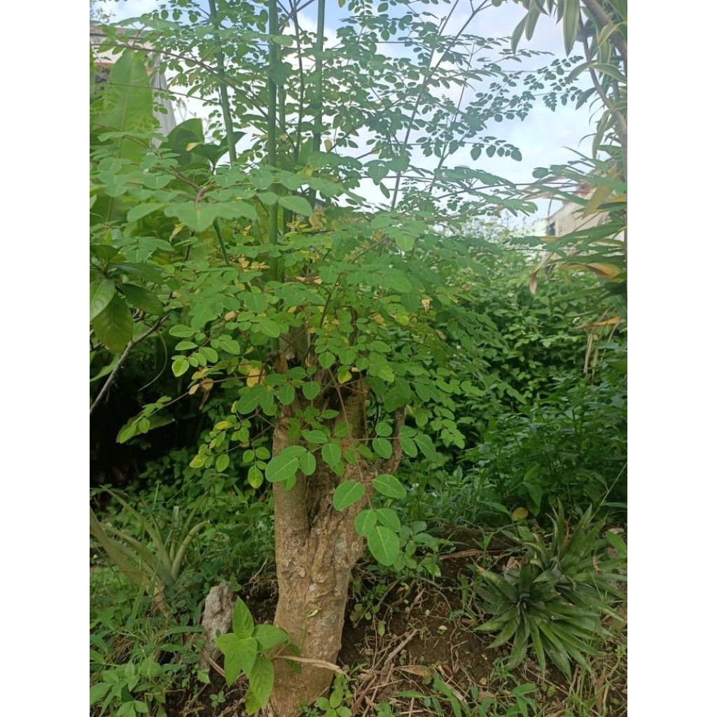 

daun kelor segar obat herbal alami berat 250 gram