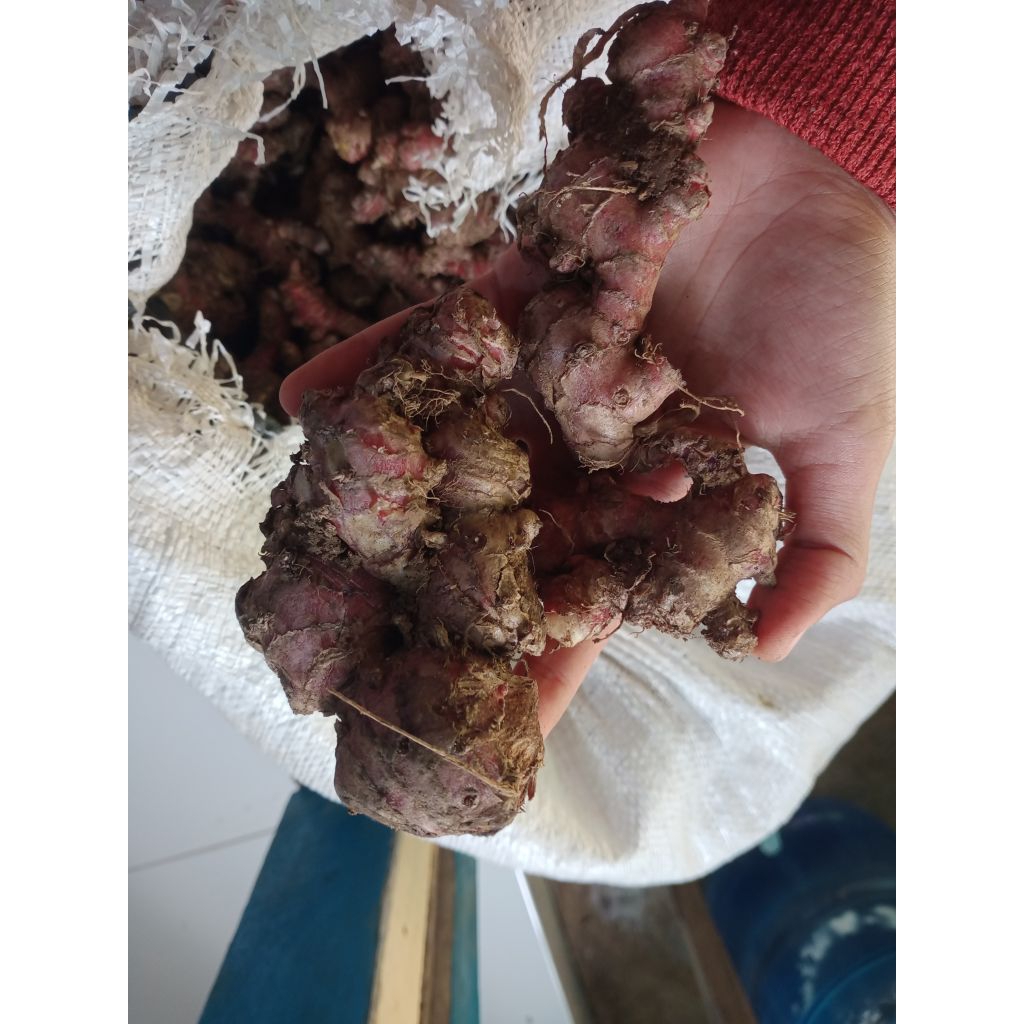 

JAHE MERAH SEGAR FRESH