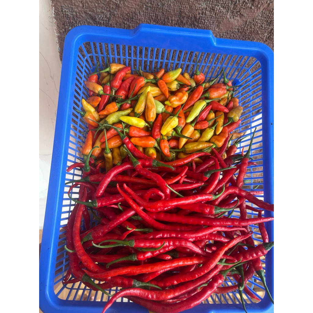 

Cabai Paket mix 500gr cabe rawit + 500gr cabe keriting merah