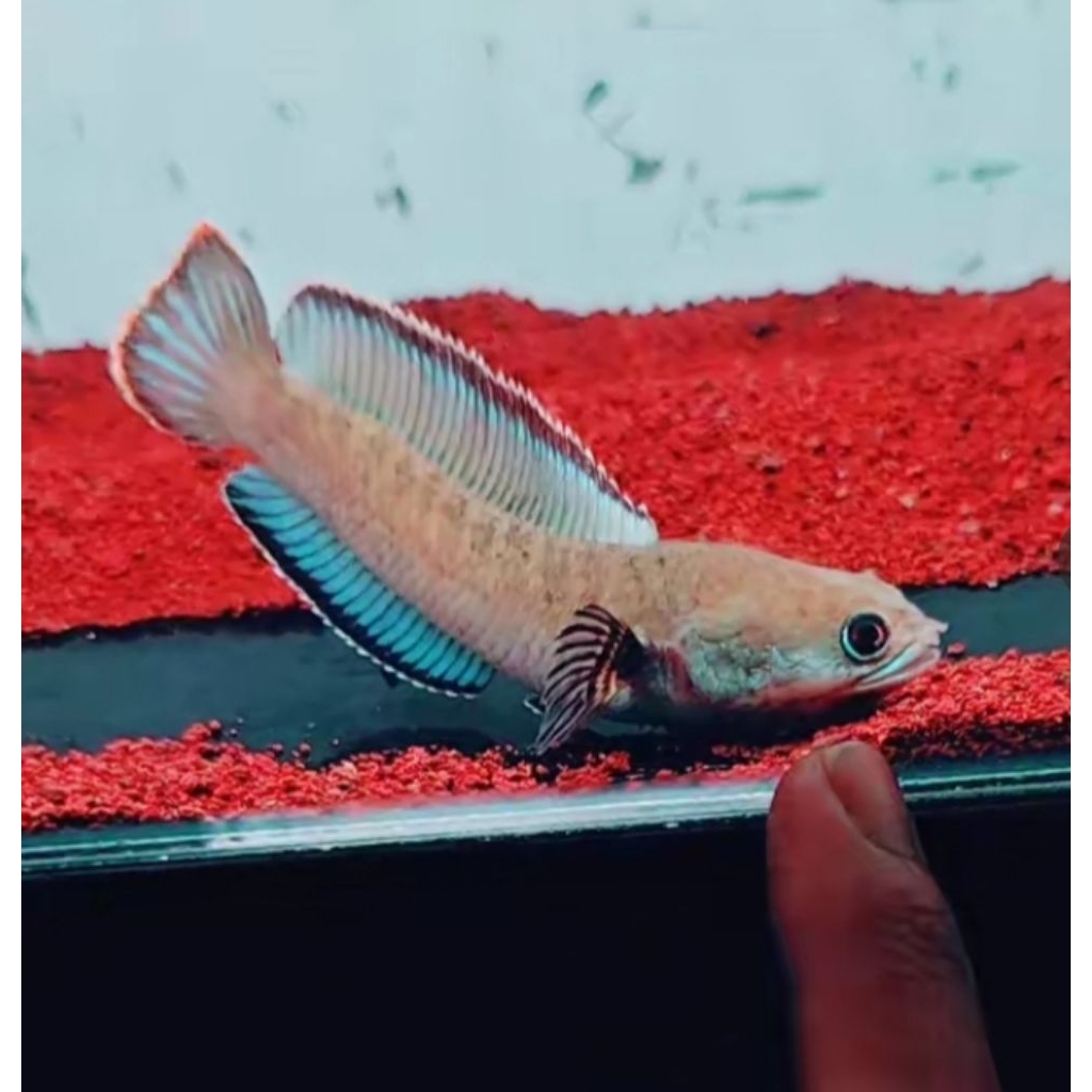 stiker Beby blue bengal/ gachua size 6cm (Gratis ongkir dan packing)