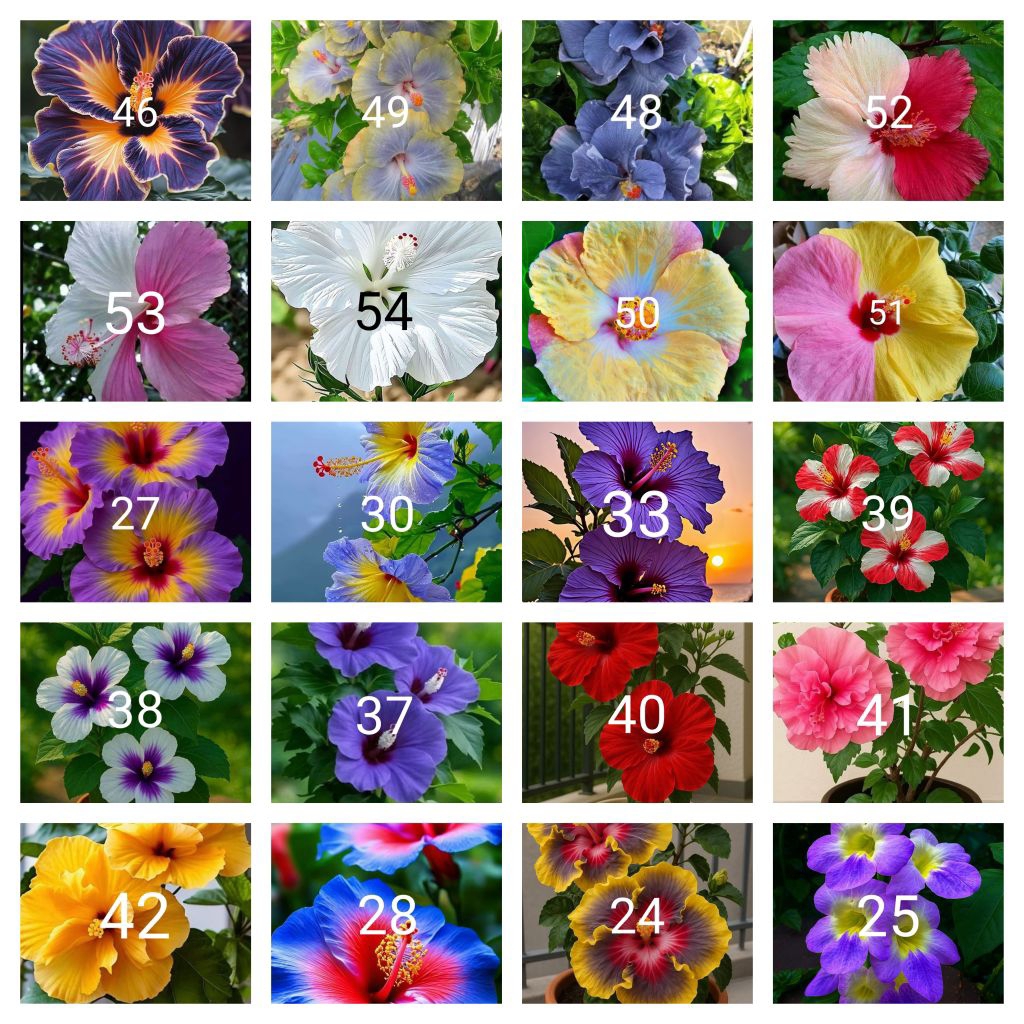 Tanaman hias paket 20 kembang sepatu jenis2x bunga