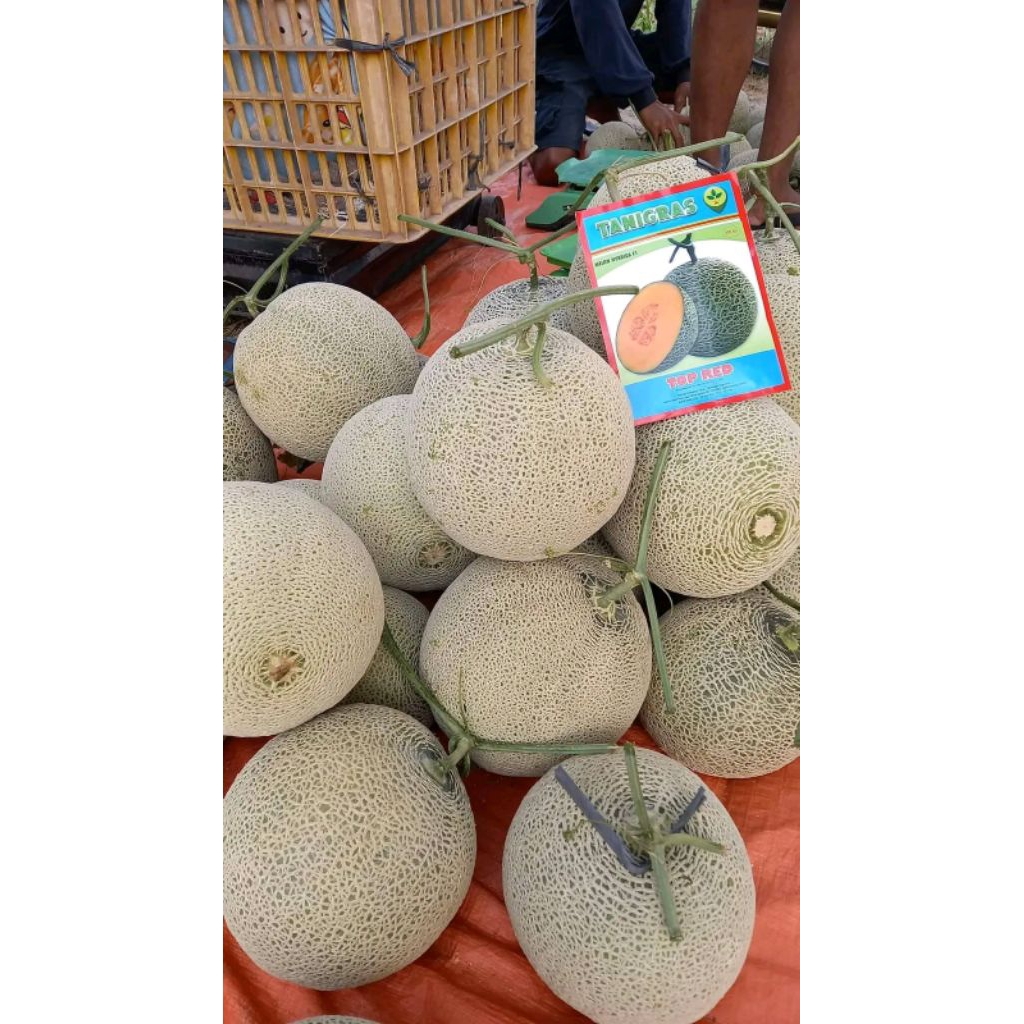 Benih Bibit Melon Top Red F1 (Perawatan Mudah Tahan Virus) Isi 500 - 600 butir Kadaluarsa 2026 Terba
