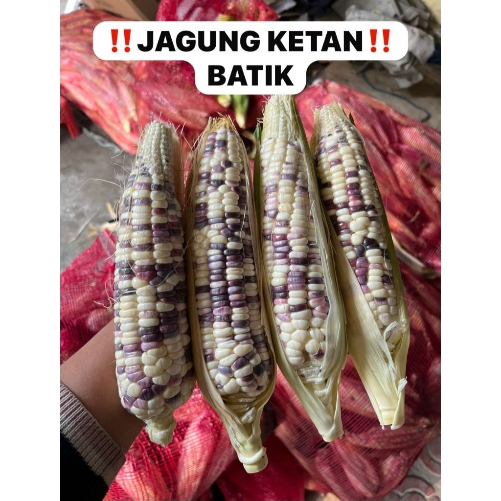 

JAGUNG KETAN FRESH PETIK