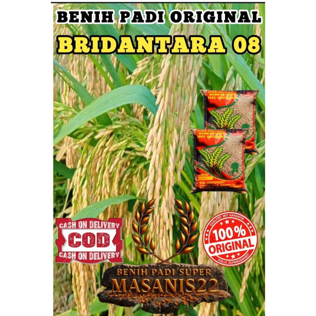 BENIH PADI BRIDANTARA 08 KEMASAN 5KG