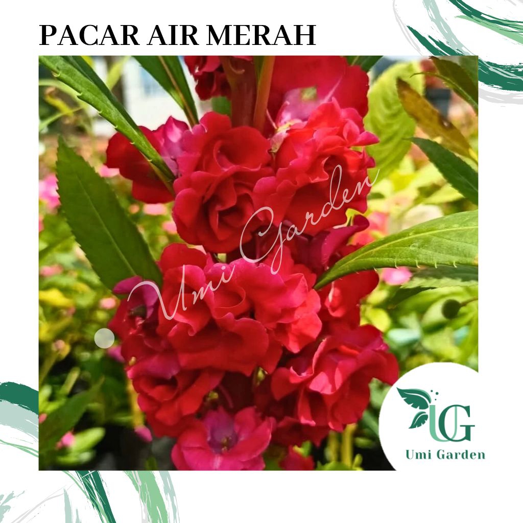5 Biji Benih Bunga Pacar Air Merah Tumpuk Impatiens Balsamina