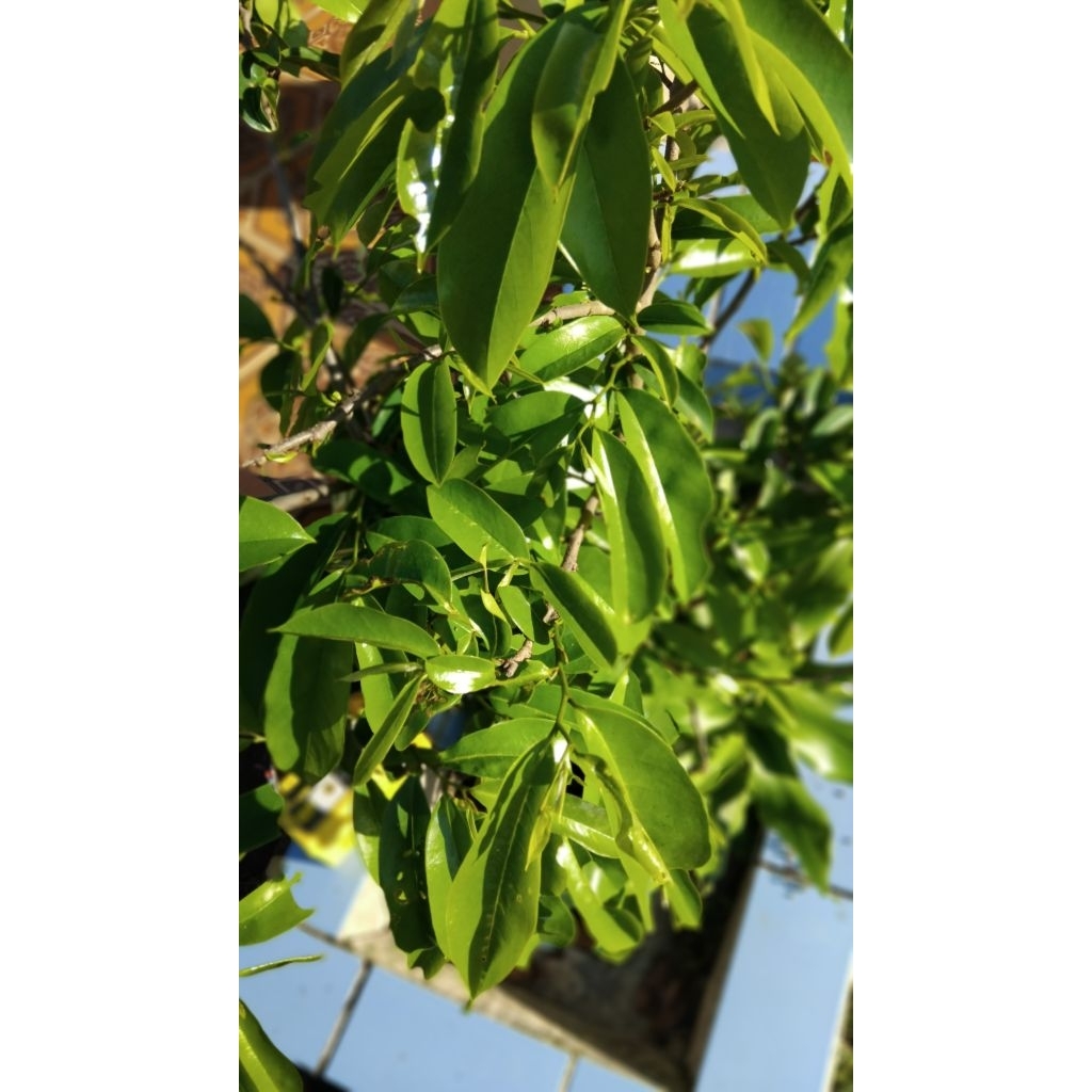 

Daun manalika segar petik langsung 100 gram