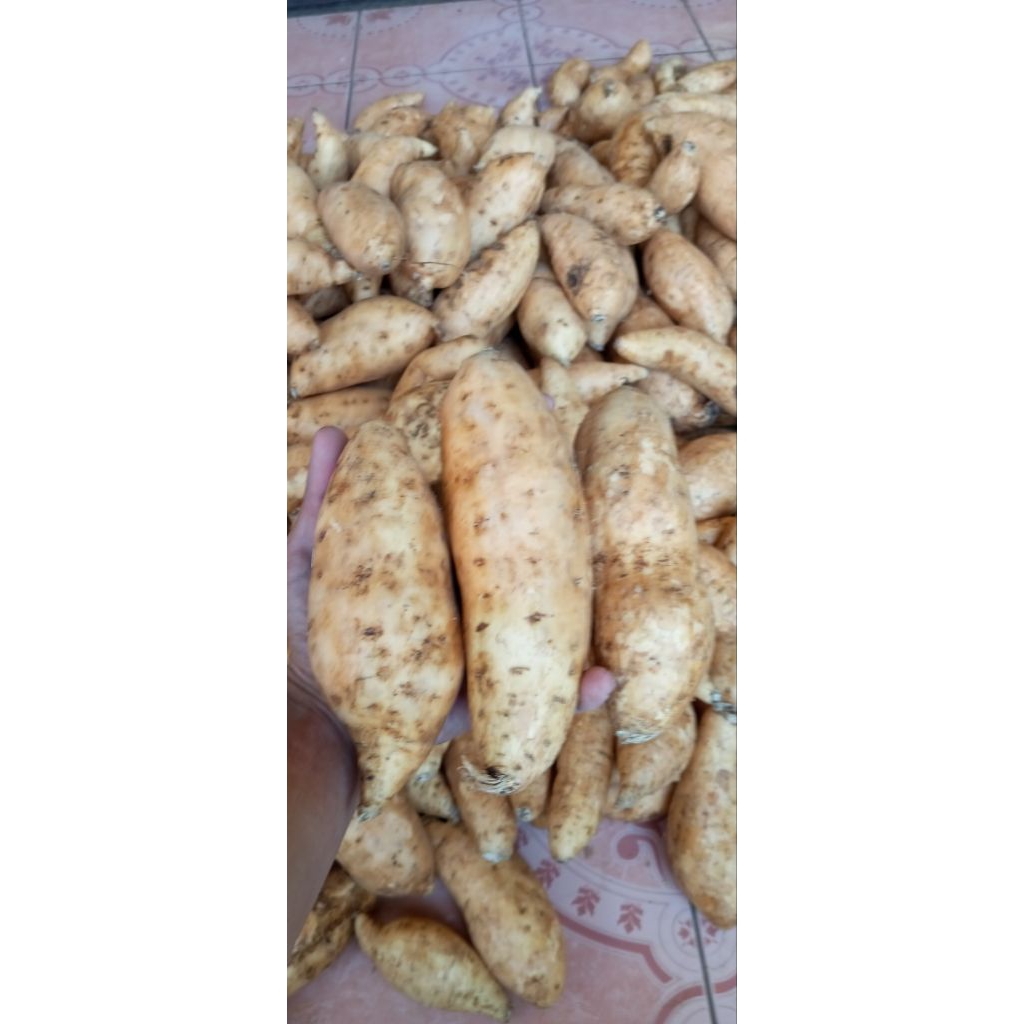 

ubu madu cilembu AB manis ORIGINAL (Bersih)