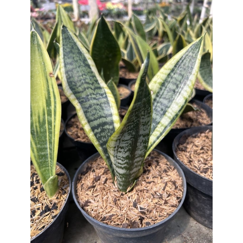 tanaman sansevieria golden flame / lidah mertua golden flame