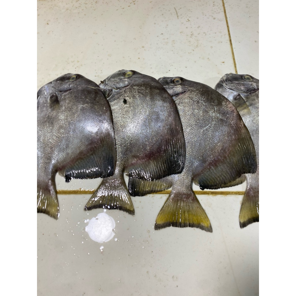 

Ikan fresh Dorang Kipas 1kg Isi 1-3