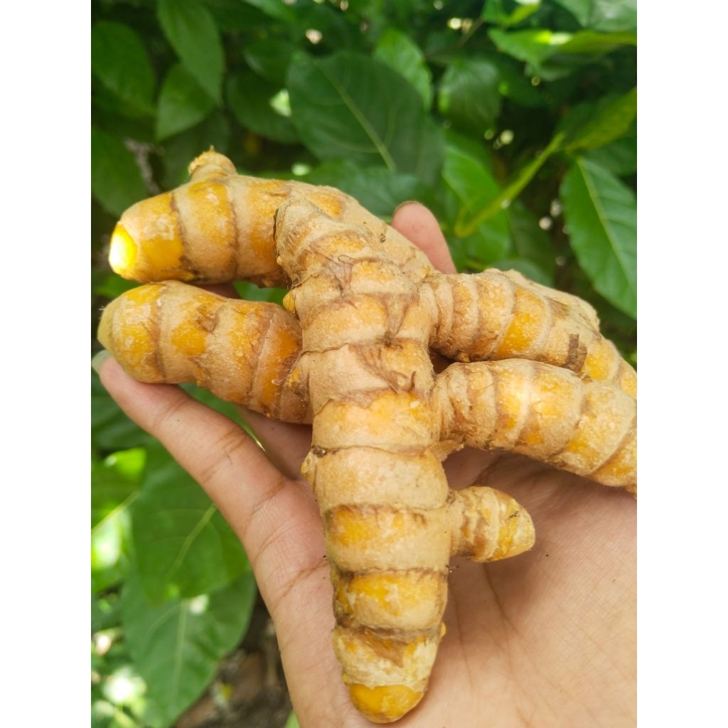 

TEMULAWAK KUALITAS SUPER DAN FRESH