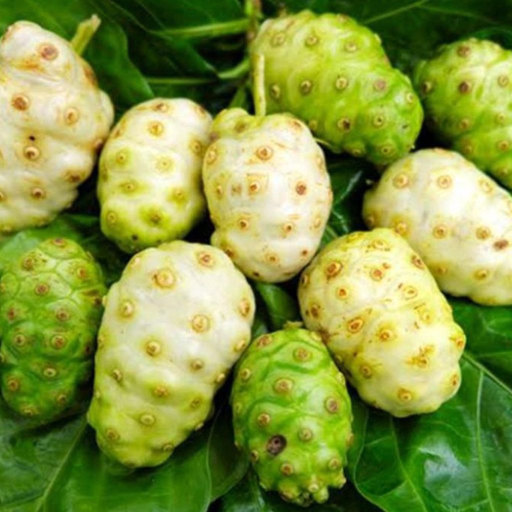 

Buah mengkudu - buah mengkudu mentah segar banyak khasiatnya 500 gram