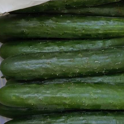 

khayuri [ timun jepang ] fresh netto 250 gr