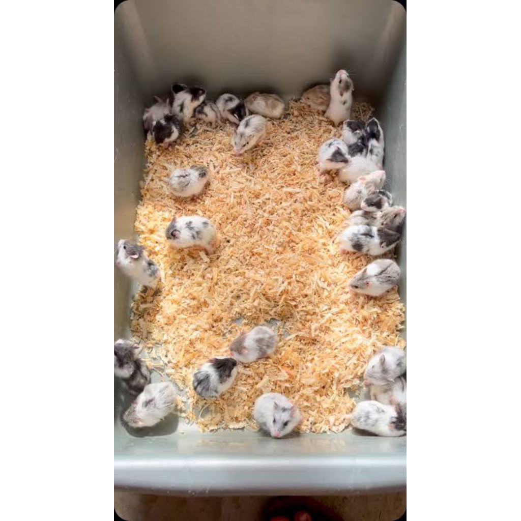 Mainan Anakan Hamster Campbell Dominan