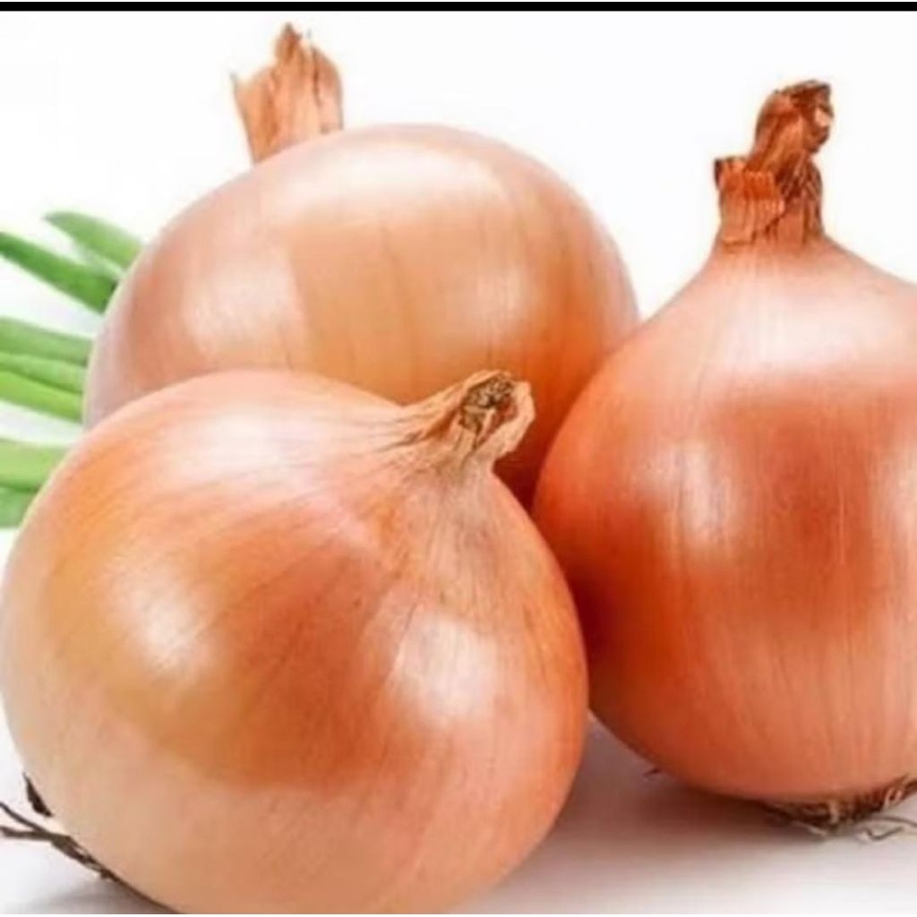 

Bawang Bombay Fresh berat ± 75gr/90gr Perbutir Ready