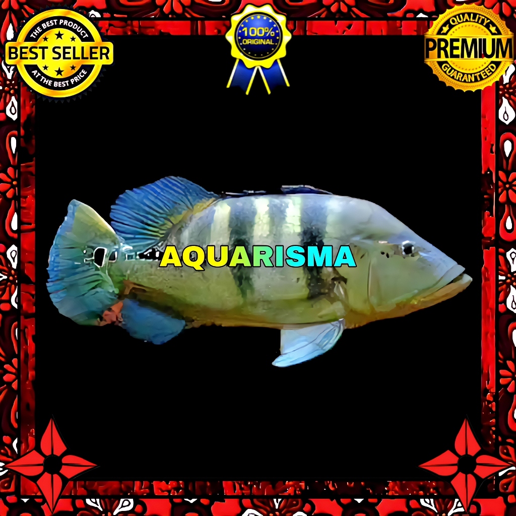 KEBUTUHAN AKUARIUM - CICHLID PEACOCK BASS CICHLA GOLDEN BLUE AZUL 7-8 CM