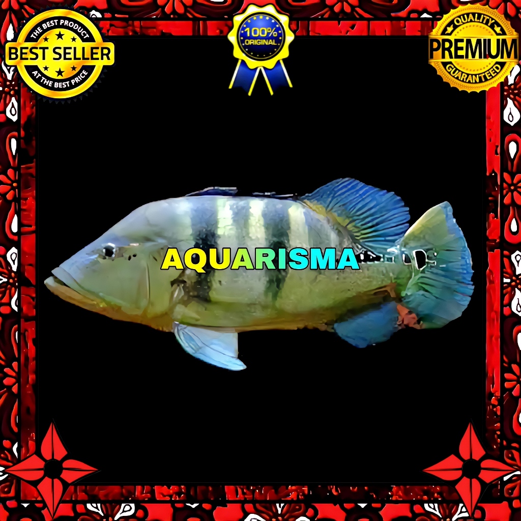 KEBUTUHAN AKUARIUM - CICHLID PEACOCK BASS CICHLA GOLDEN BLUE AZUL 8-9 CM