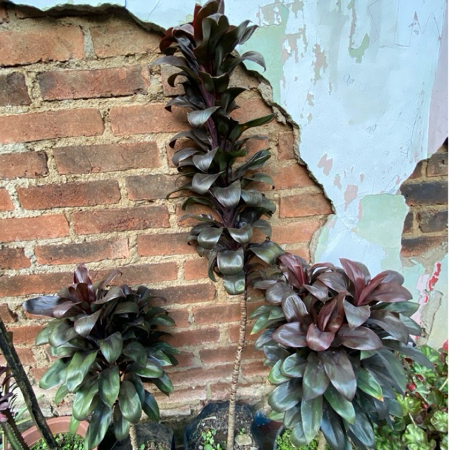 Stek hanjuang kemoceng | andong