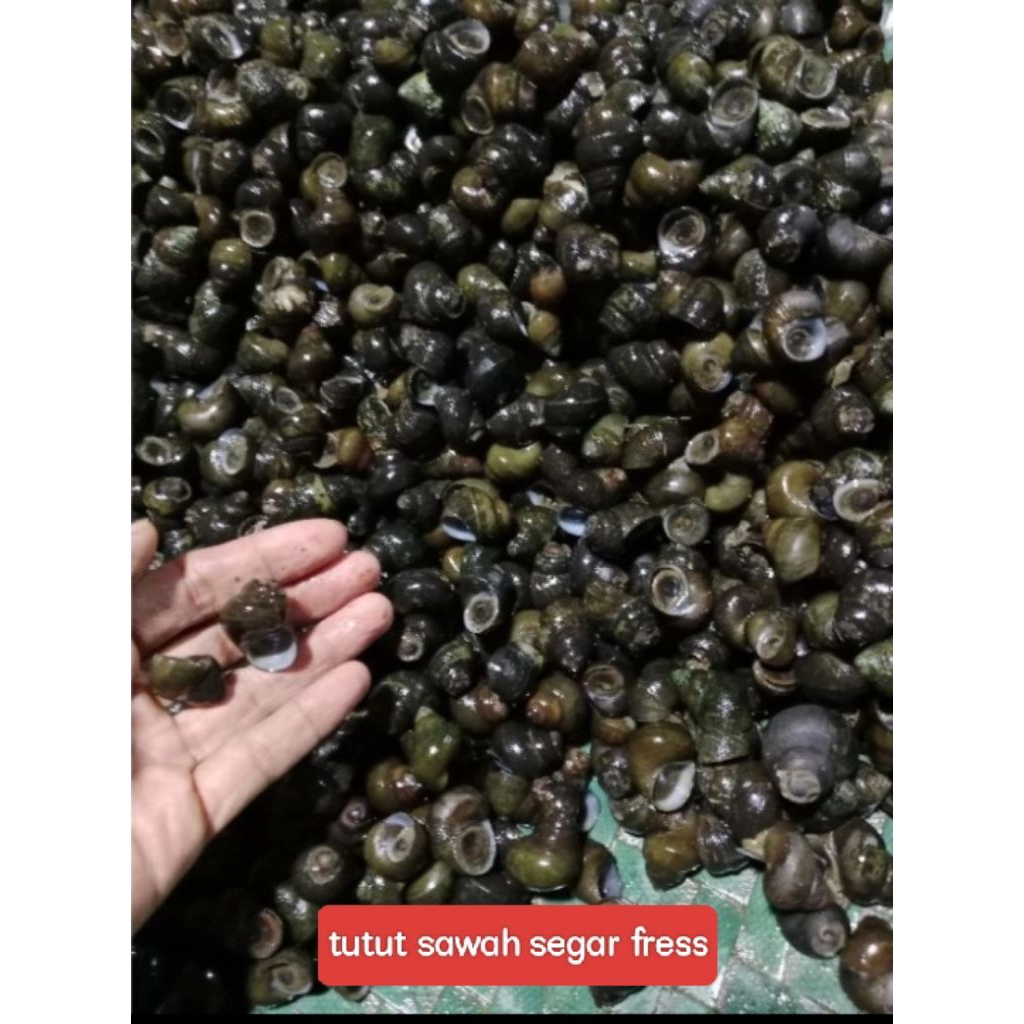 

TUTUT SAWAH ATAU SIPUT SAWAH SEGAR FRESS 1 KG