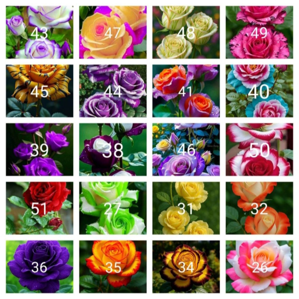 Tanaman hias bunga mawar paket 20 jenis2x bunga