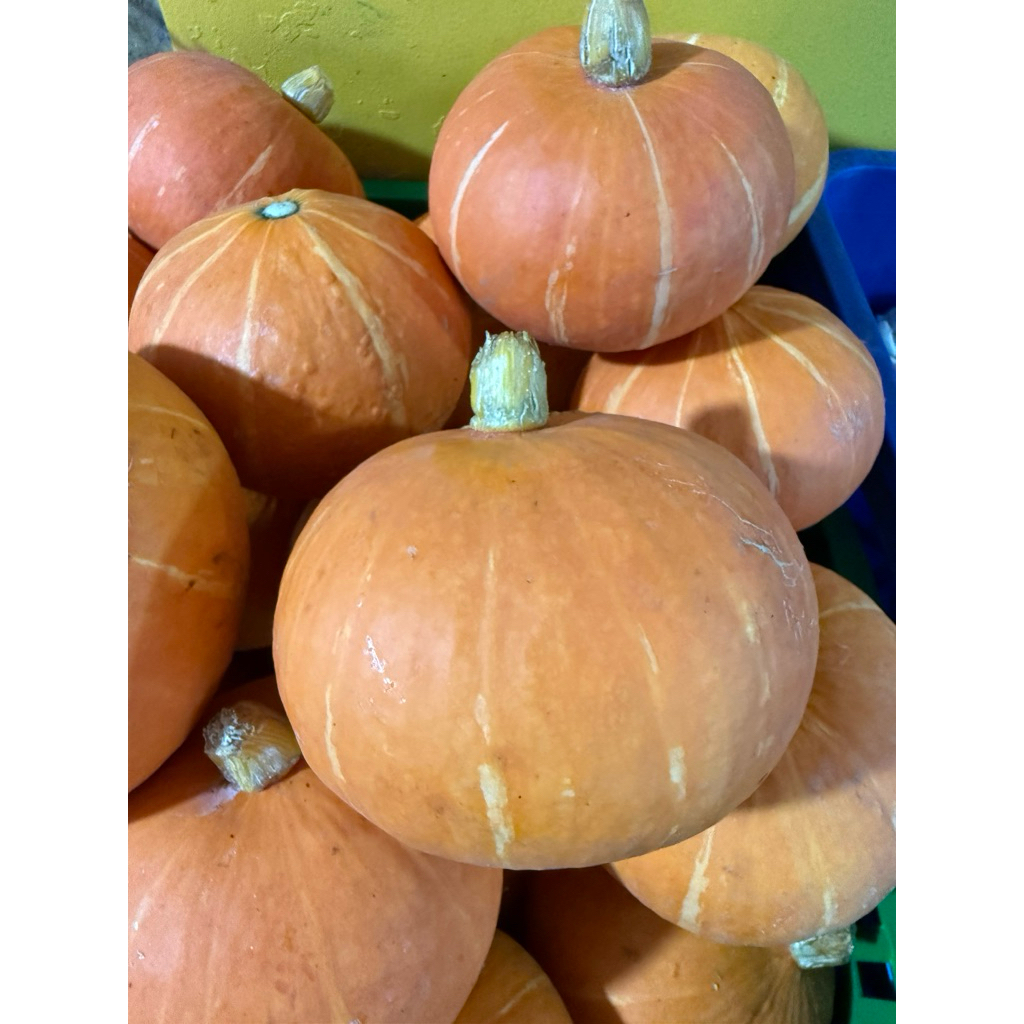 

Kabucha Orange 1Buah