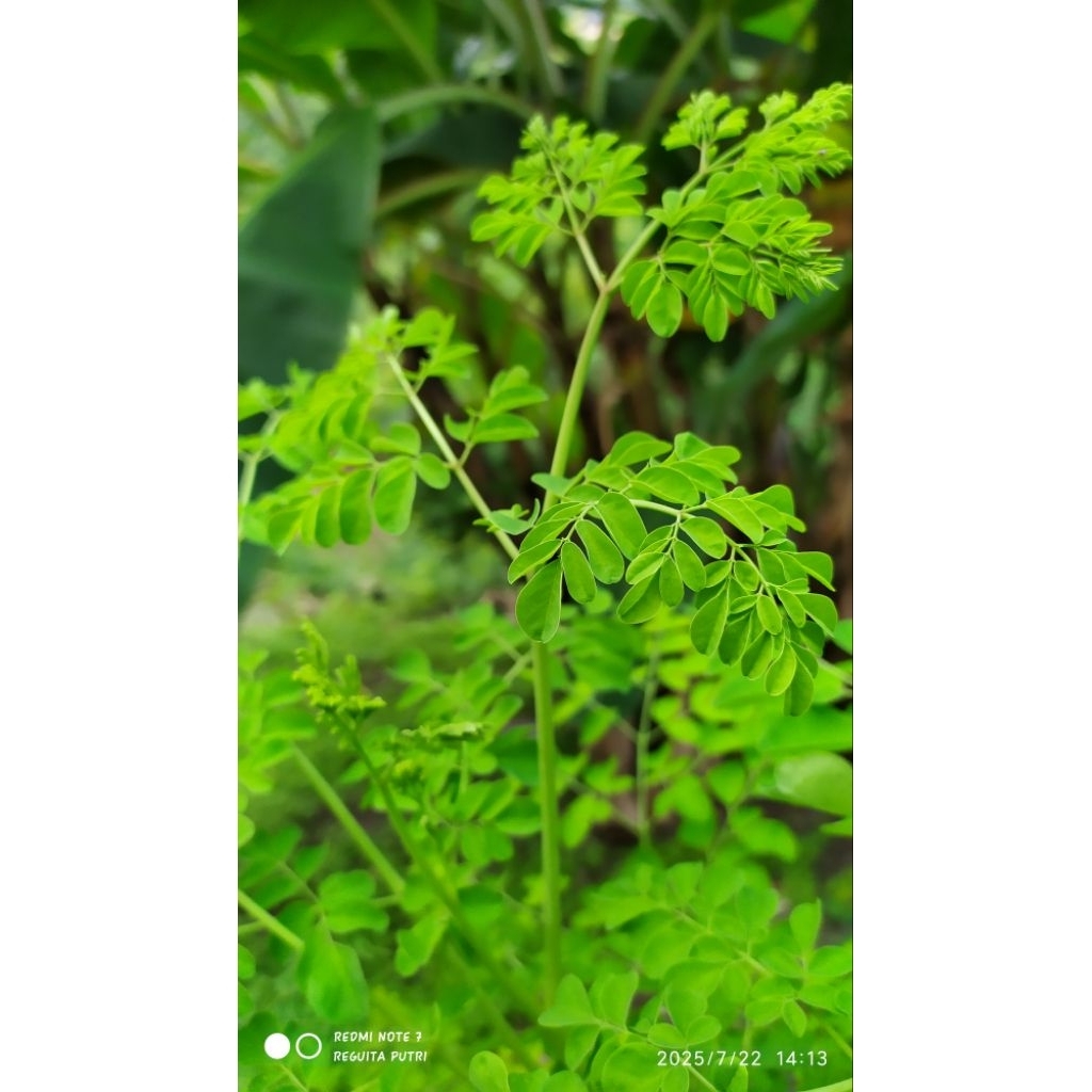 

Daun kelor segar alami khas Rempah Babasal Sulawesi 100 gram