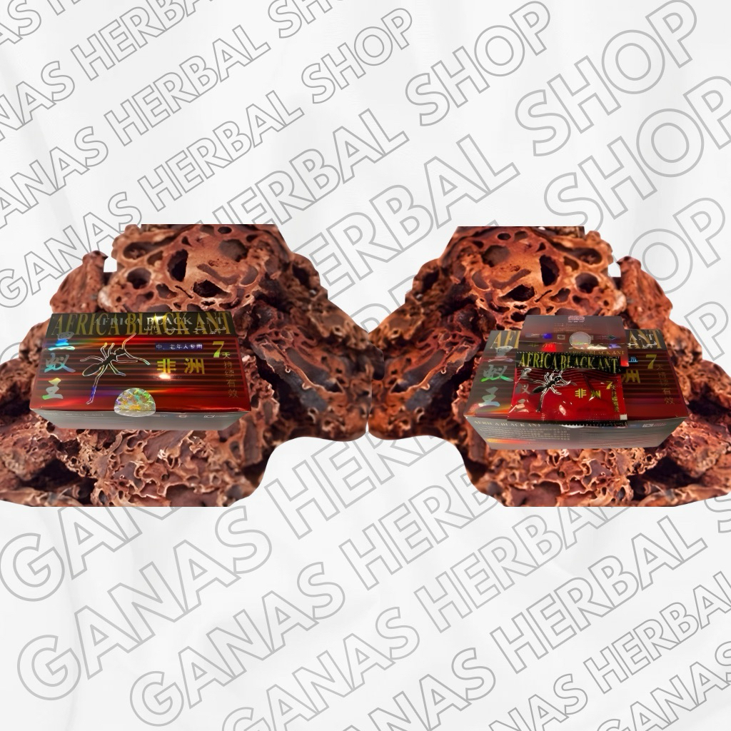 

Sarang semut papua 15 potong 80gram