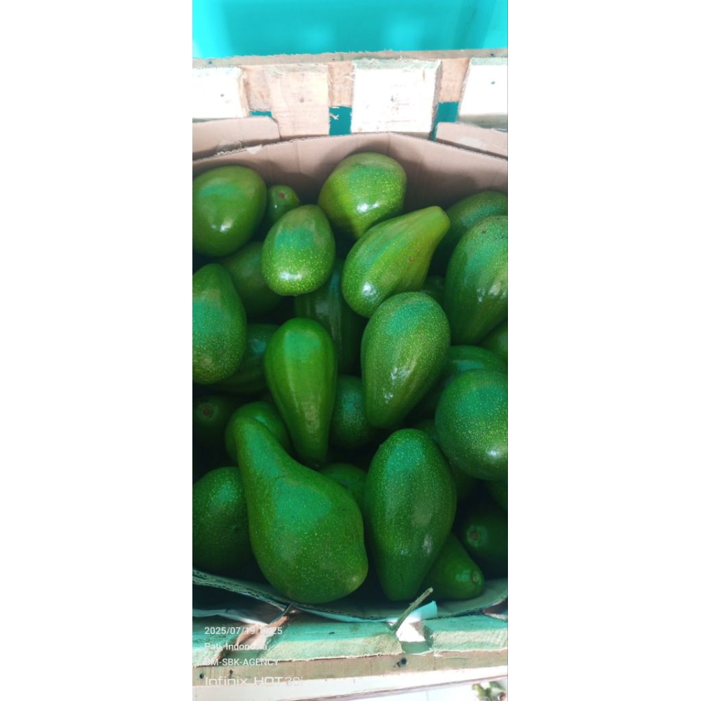 

alpukat mentega lokal Pati isi 4