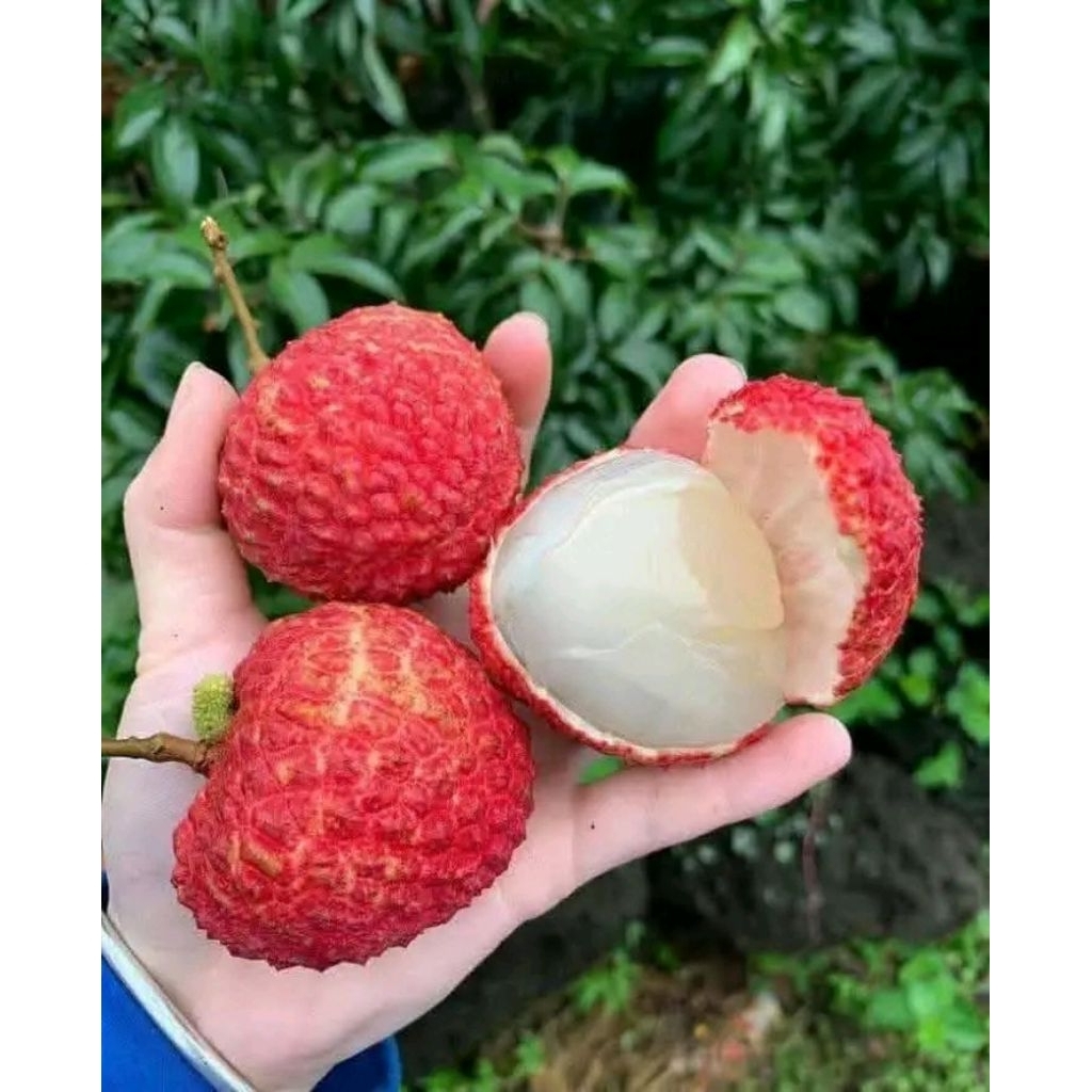 

buah leci madu merah