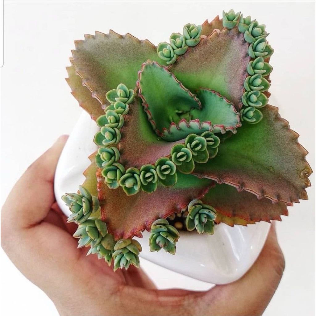 Sukulen Kalanchoe Mother of Thousand Kalanco Cocor Bebek JUMBO BESAR  / Tanaman hias Kaktus Sukulen 