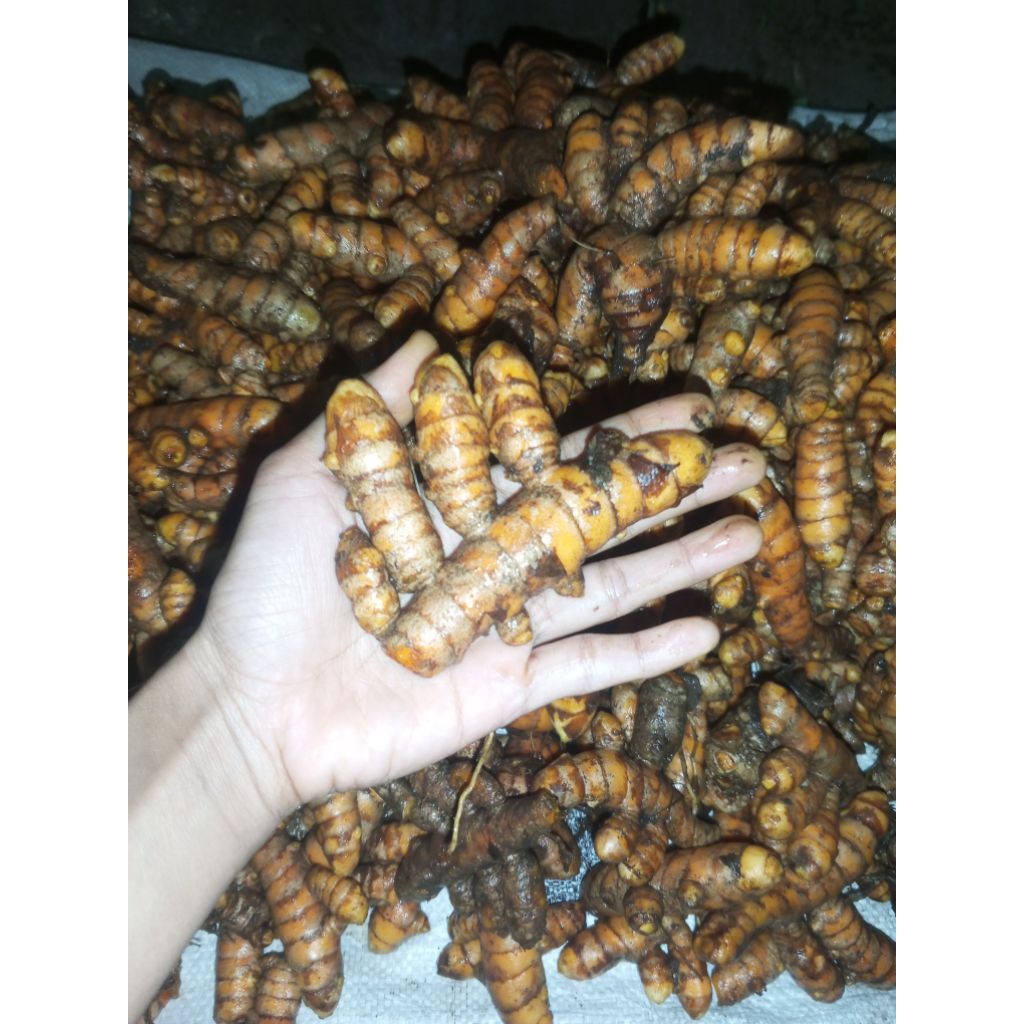 

KUNYIT Segar Abras Super 1 kg