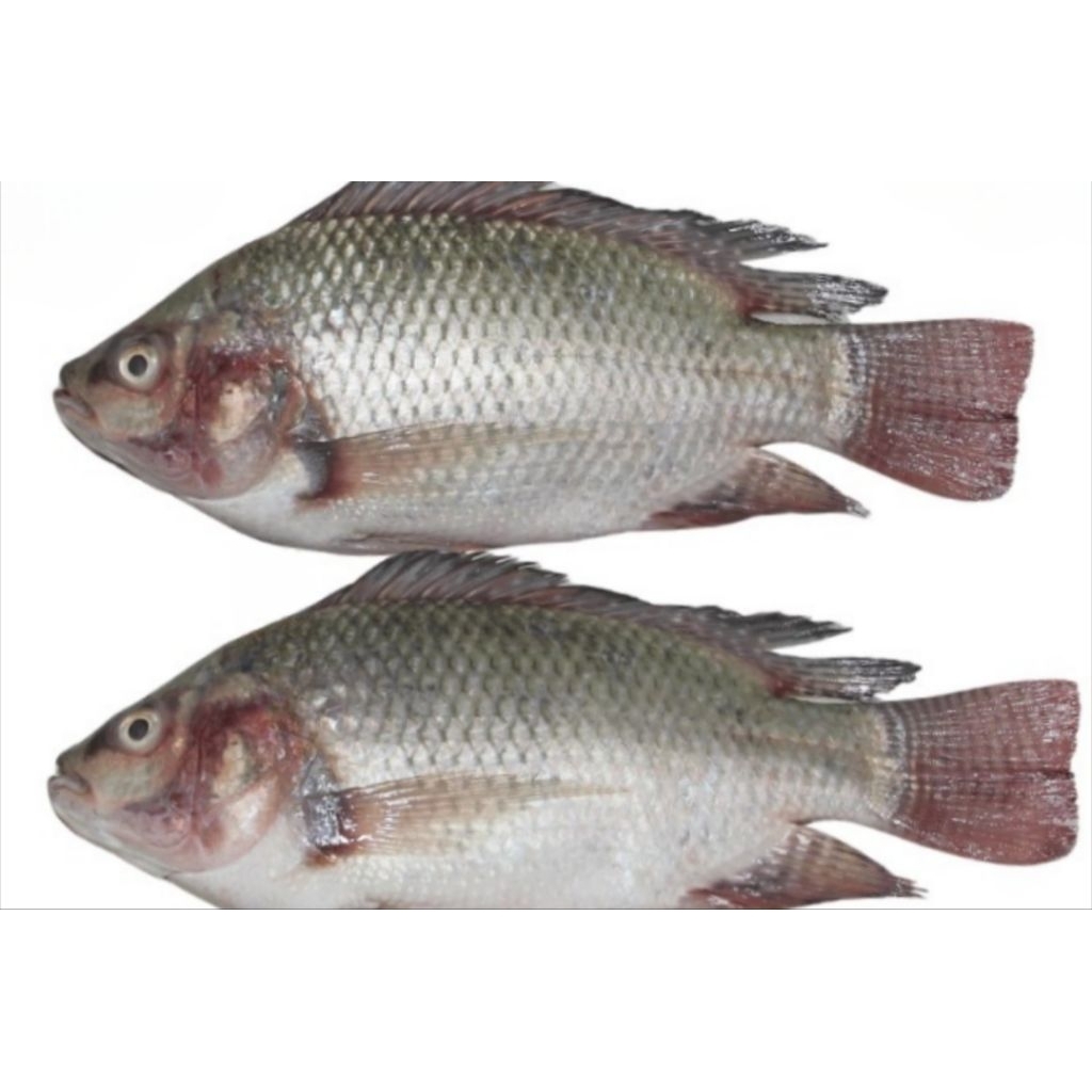 

Kode J. Ikan Nila Tilapia Utuh Beku Frozen 800 - 900 gr