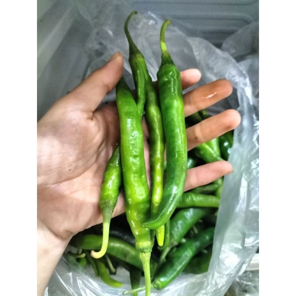 

KIRIM INSTAN I Lombok Ijo 1 Kg