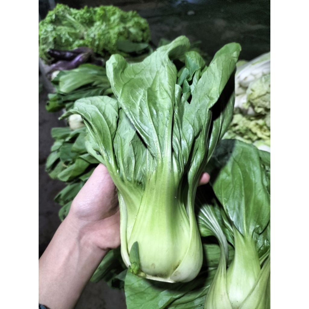 

KIRIM INSTAN I Sawi Daging Hijau 1 Kg