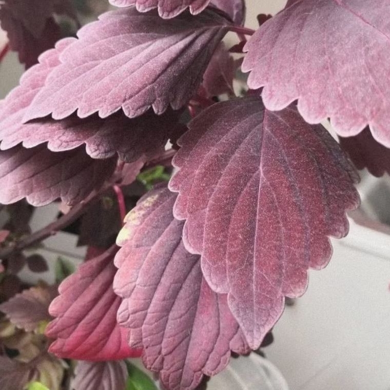 

daun miana daun mayana daun jawer kotok segar 50 lembar langsung petik segar