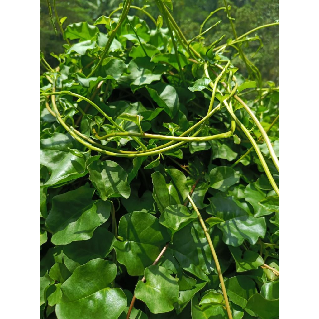 

Daun binahong segar terlaris termurah 250 g