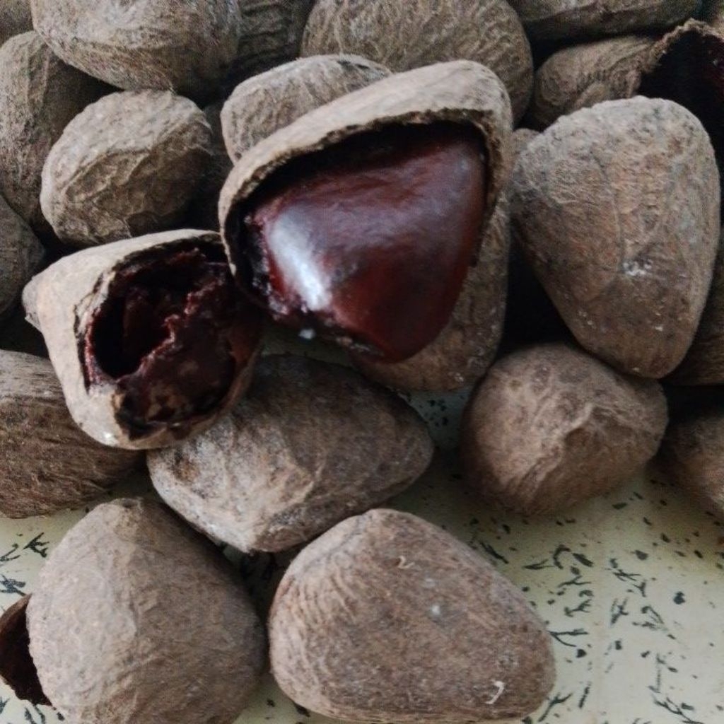 

KLUWEK /KUCUNG PILIHAN FRESH 1 KG