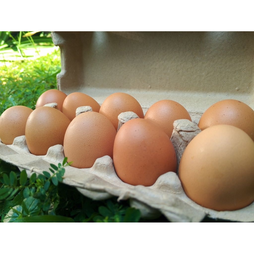 

Telur Ayam Negeri Omega Kualitas Super