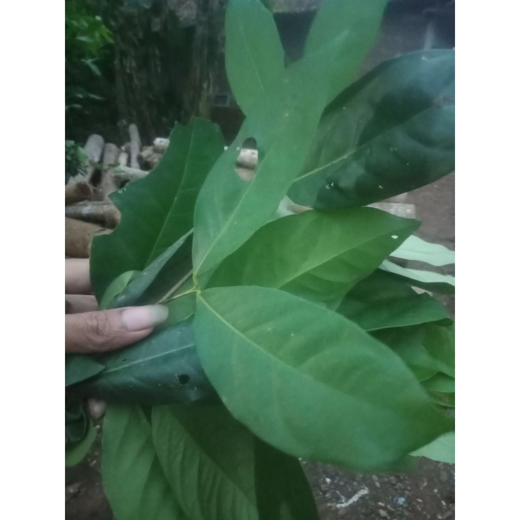 

daun salam segar 1 ikat