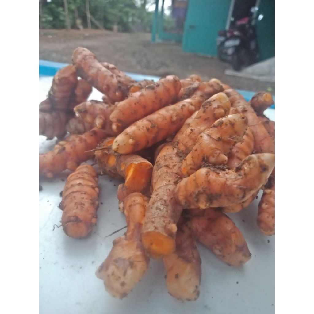 

kunyit/kunir segar 450 gr