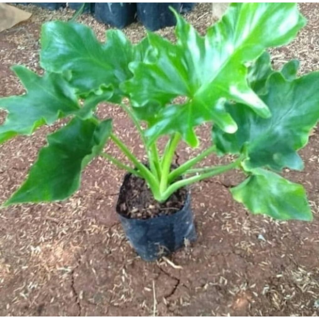 Pohon philo jari / philo dendron jari - tanaman hias philo dendrum