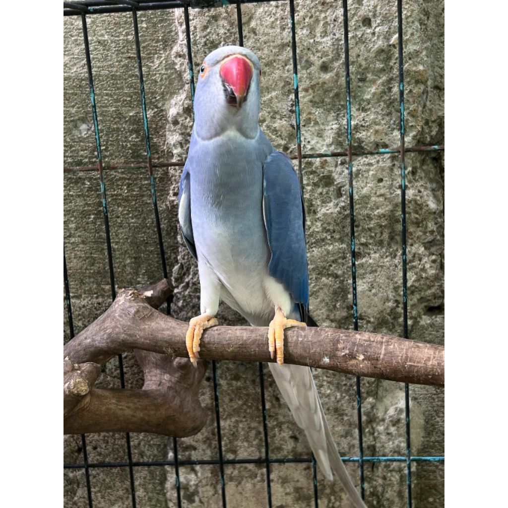 Indian Ringneck Violet Cleartail