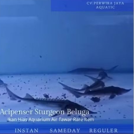Acipenser Sturgeon Tankmate Hiasan Aquarium