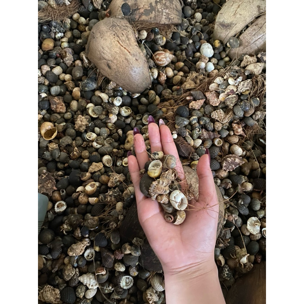 keong/kelomang/cakomang/kecil kecil /mainan anak 15bj