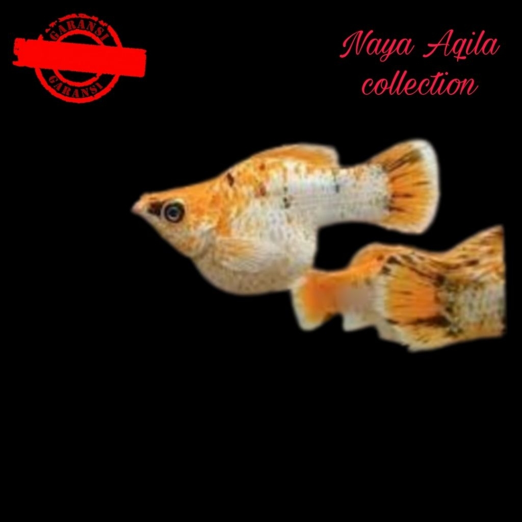 Ornamen Molly Lemonhead roundtail